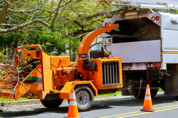 Best Tree and Shrub Care  in Chisago City, MN