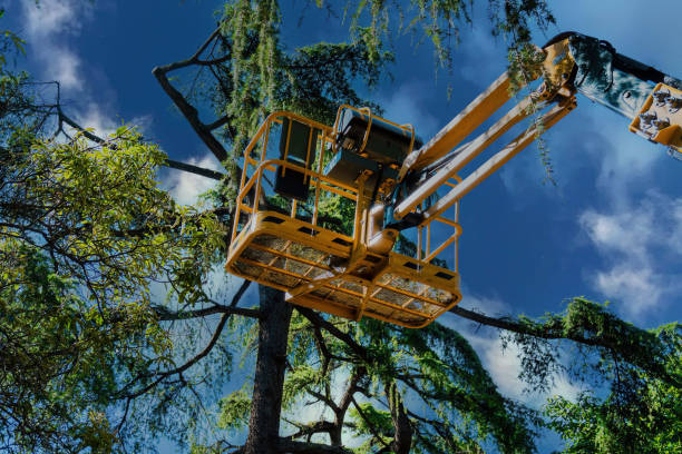 Best Tree Maintenance Programs  in Chisago City, MN